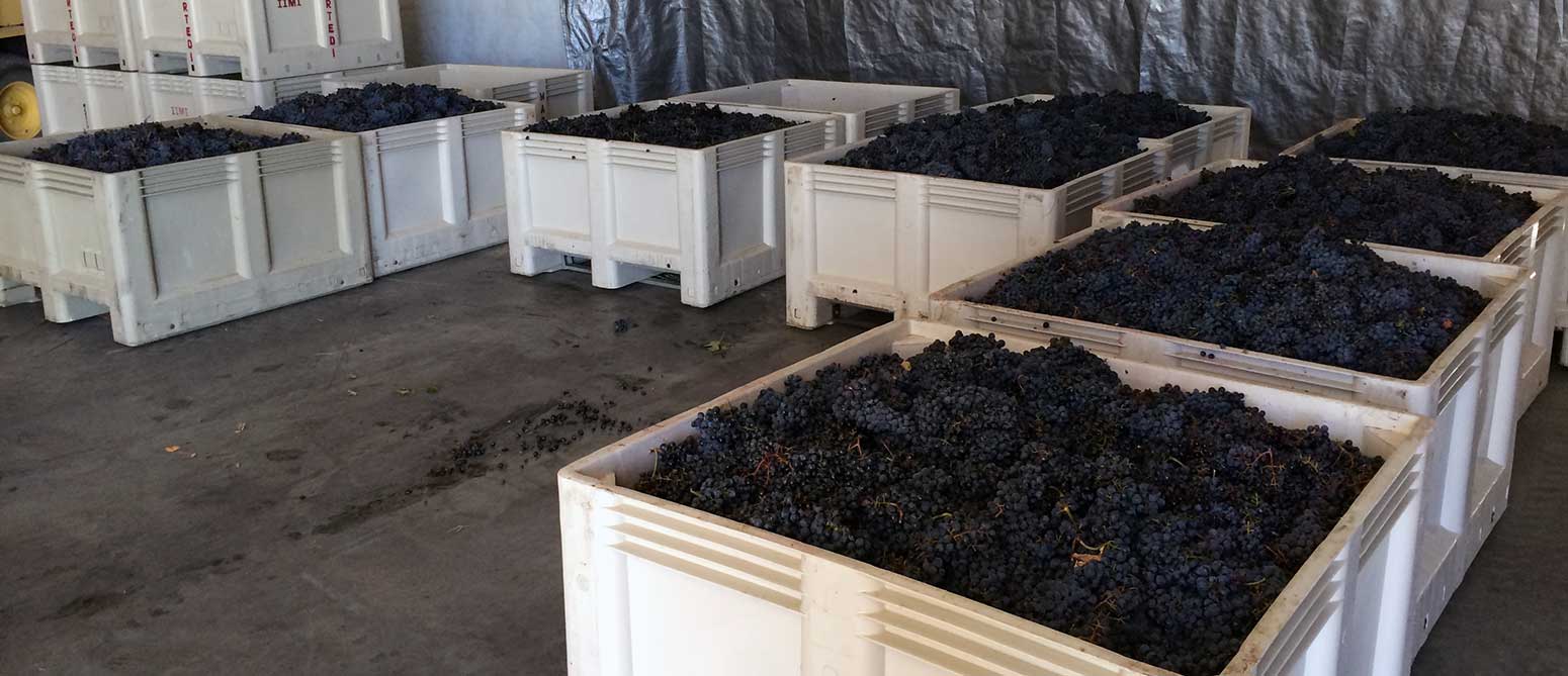vineyard-grapes